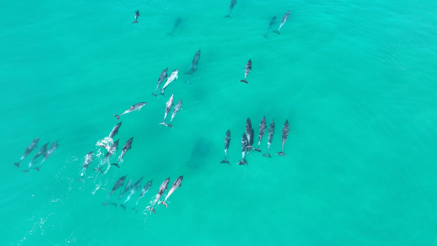 A large pod of dolphins crossing the bay in front of the house, seen from the air