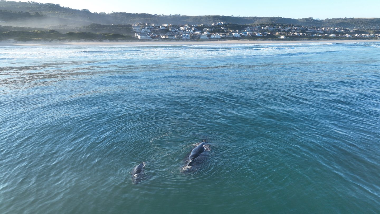 A southern right whale and her calf just off the beach at Tergniet