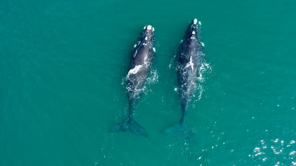 Two southern right whales side by side off Tergniet